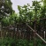 宫粉紫荆3-18分，光杠，骨架，大量低价出售