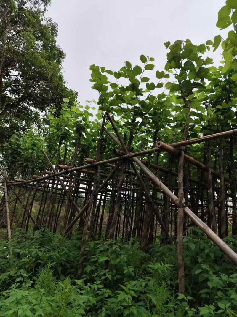 宫粉紫荆3-18分，光杠，骨架，大量低价出售
