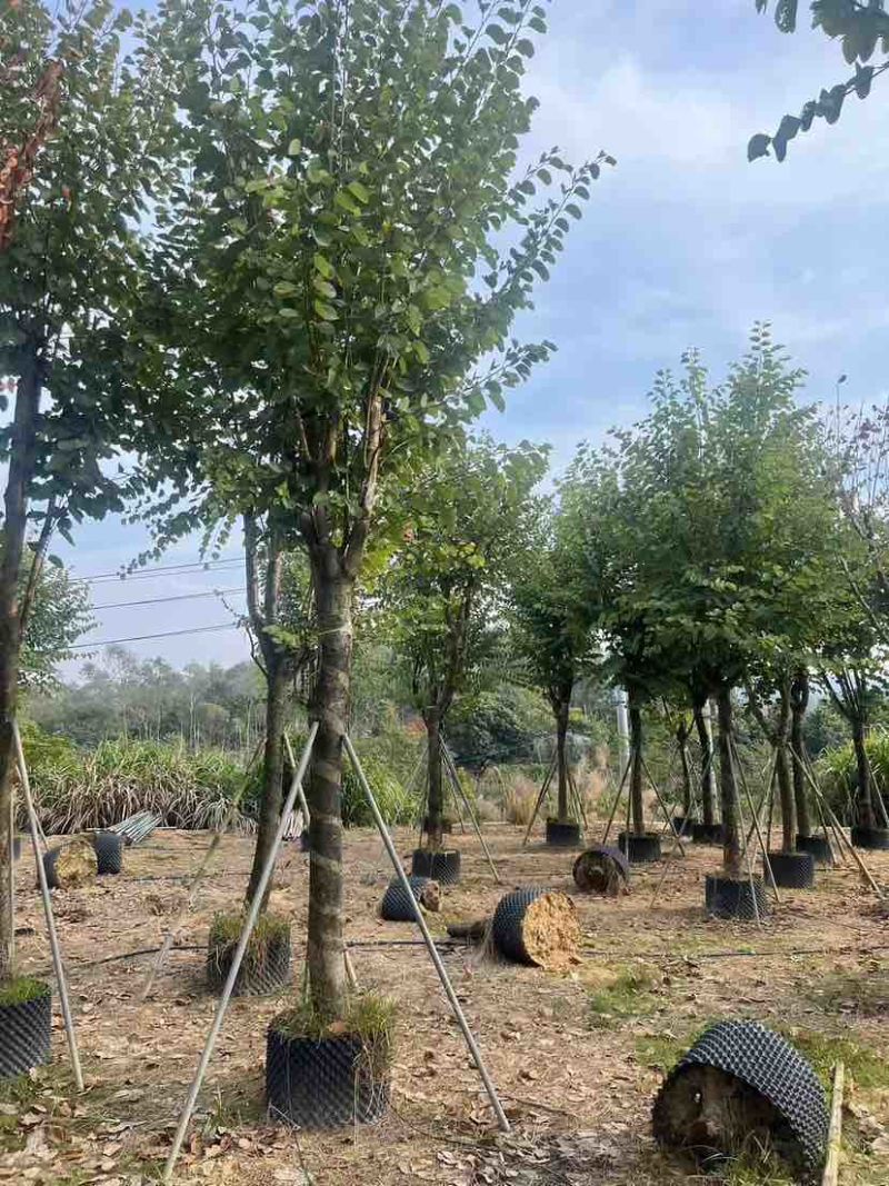 宫粉紫荆3-18分，光杠，骨架，大量低价出售