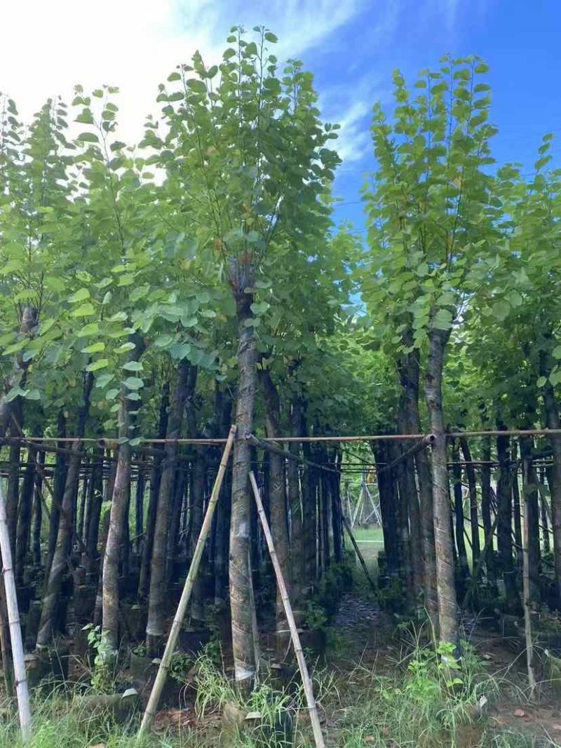 宫粉紫荆3-18分，光杠，骨架，大量低价出售