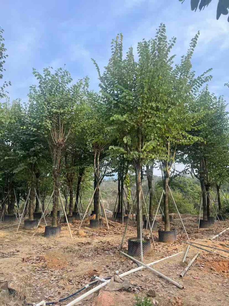 宫粉紫荆3-18分，光杠，骨架，大量低价出售