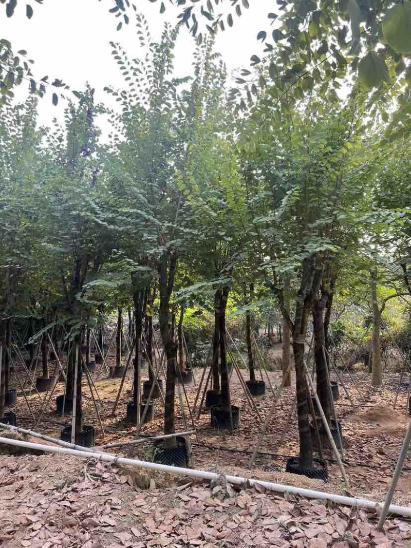 宫粉紫荆3-18分，光杠，骨架，大量低价出售