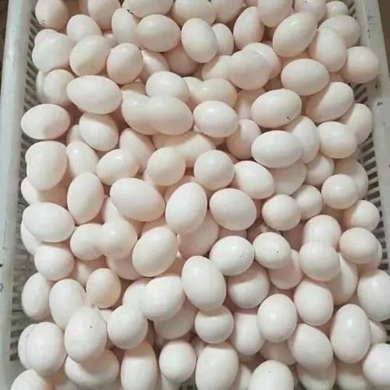 正宗新鲜鸽子草鸽初生农家五谷杂粮土鸽散养儿童孕妇营养辅食
