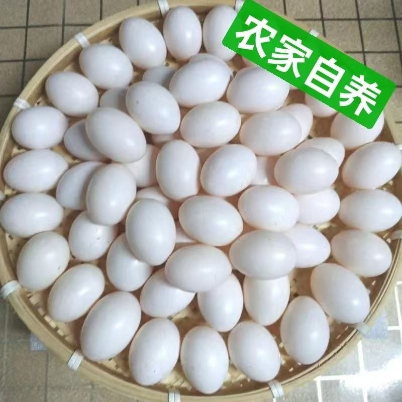 正宗新鲜鸽子草鸽初生农家五谷杂粮土鸽散养儿童孕妇营养辅食