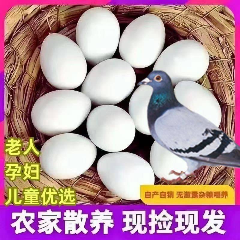 正宗新鲜鸽子草鸽初生农家五谷杂粮土鸽散养儿童孕妇营养辅食