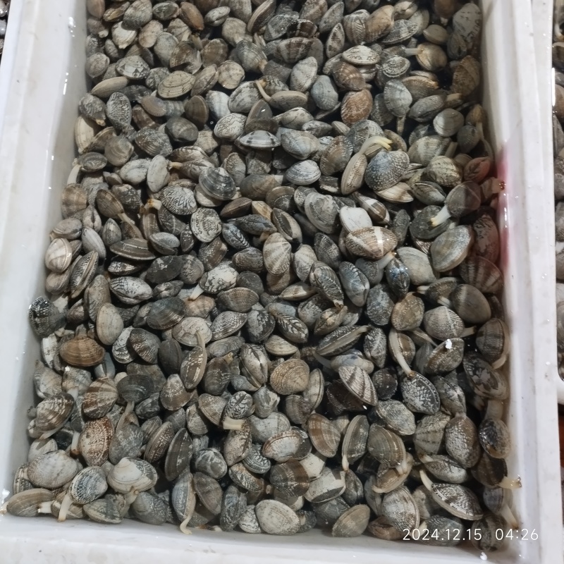 湛江花甲螺