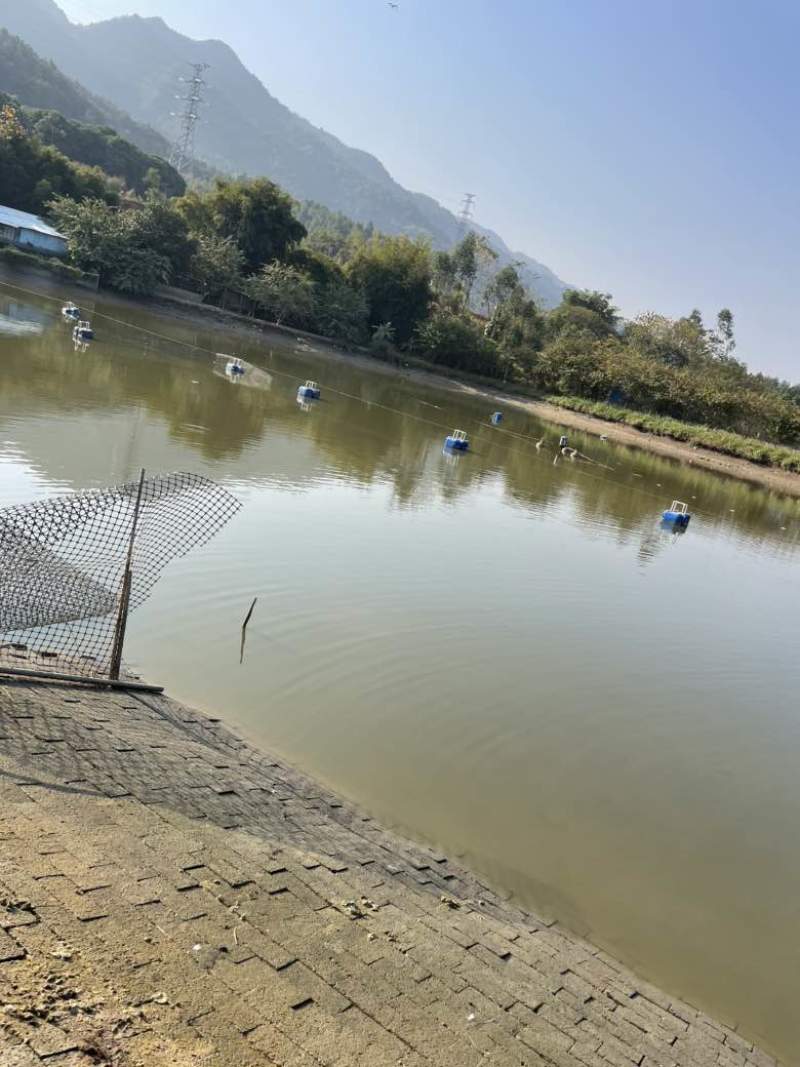 土鲮鱼，一斤120条到130条这样子，大概2500斤右右