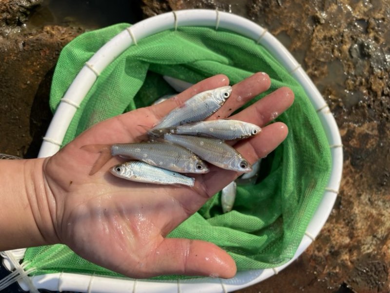 土鲮鱼，一斤120条到130条这样子，大概2500斤右右