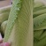 龙芽菜