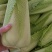 龙芽菜