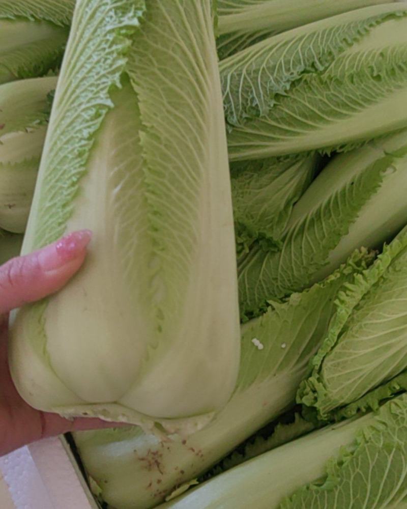 龙芽菜