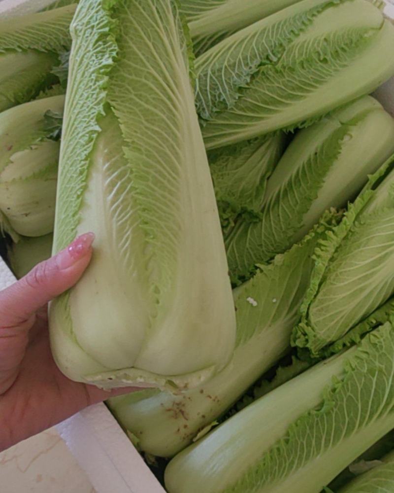 龙芽菜