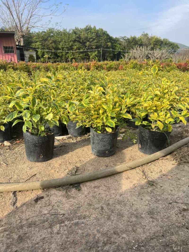 金叶连翘7斤袋，10斤袋，各种规格，大量低价出售