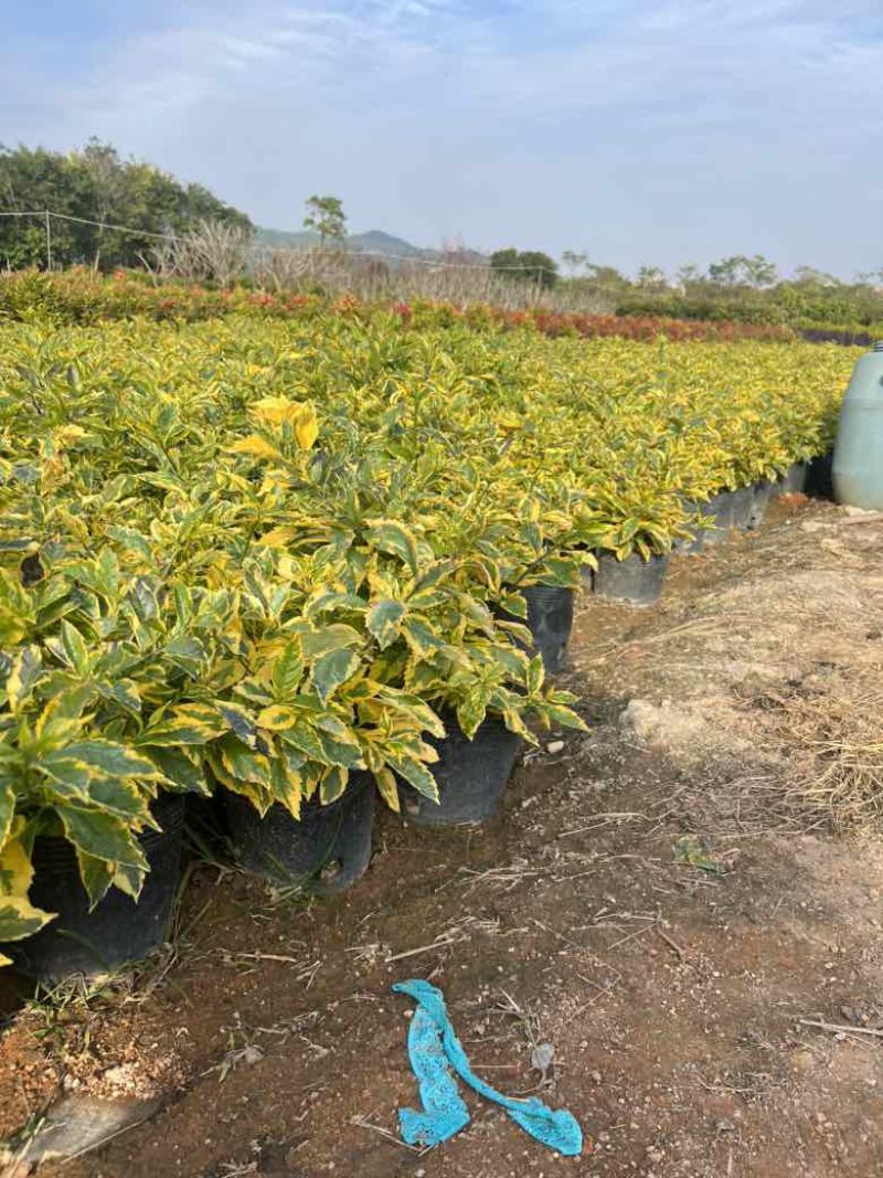 金叶连翘7斤袋，10斤袋，各种规格，大量低价出售