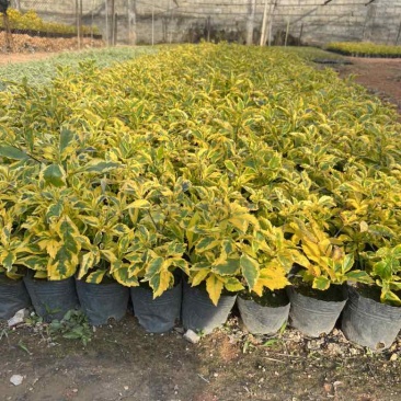 金叶连翘7斤袋，10斤袋，各种规格，大量低价出售