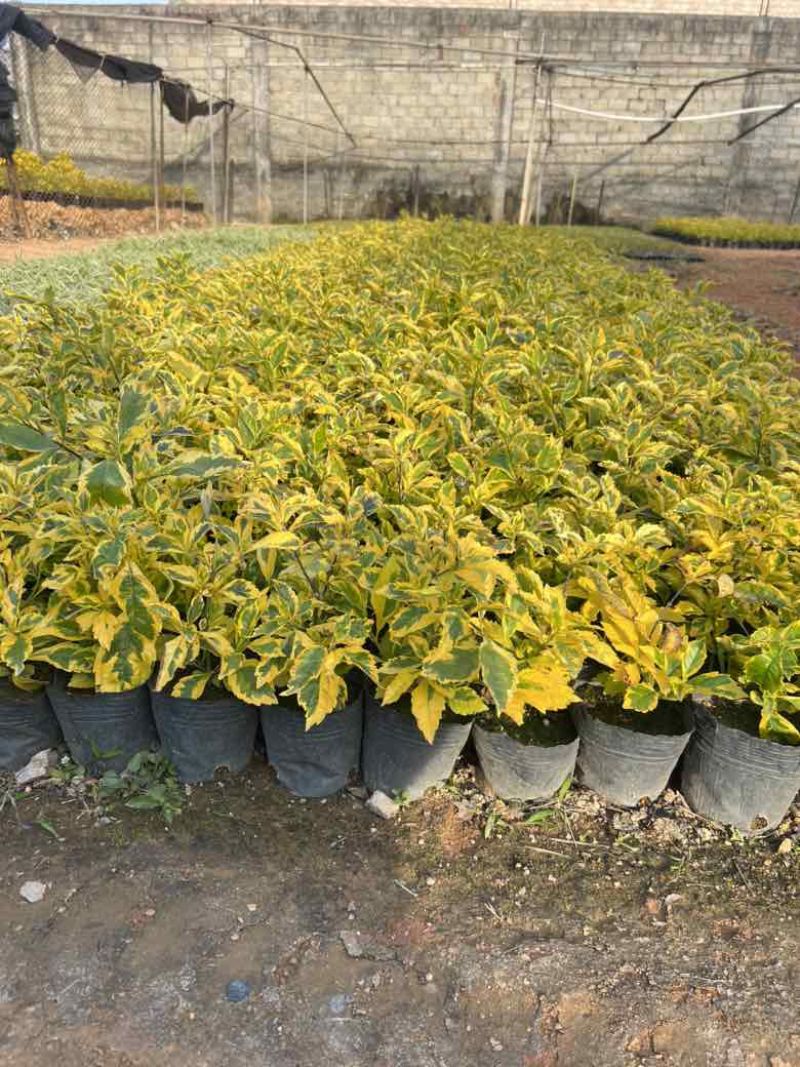 金叶连翘7斤袋，10斤袋，各种规格，大量低价出售