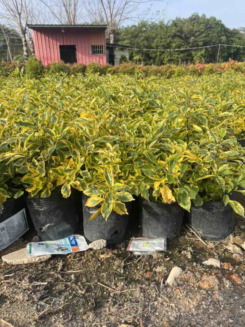 金叶连翘7斤袋，10斤袋，各种规格，大量低价出售