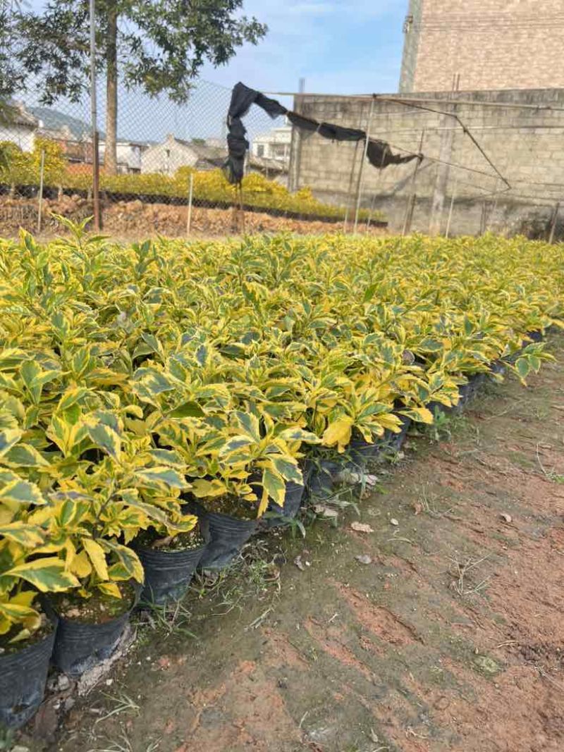 金叶连翘7斤袋，10斤袋，各种规格，大量低价出售