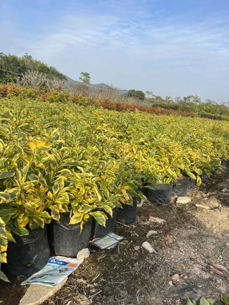 金叶连翘7斤袋，10斤袋，各种规格，大量低价出售