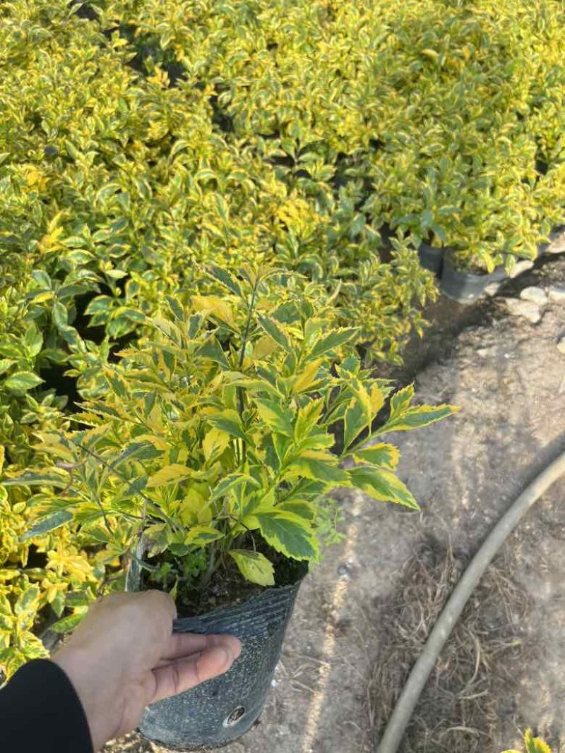 金叶连翘7斤袋，10斤袋，各种规格，大量低价出售