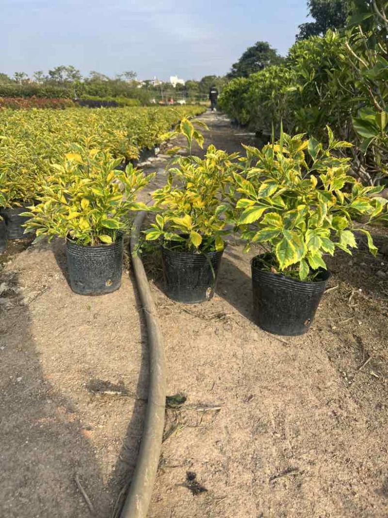 金叶连翘7斤袋，10斤袋，各种规格，大量低价出售
