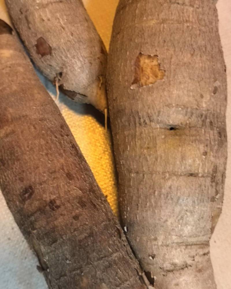牛奶木薯