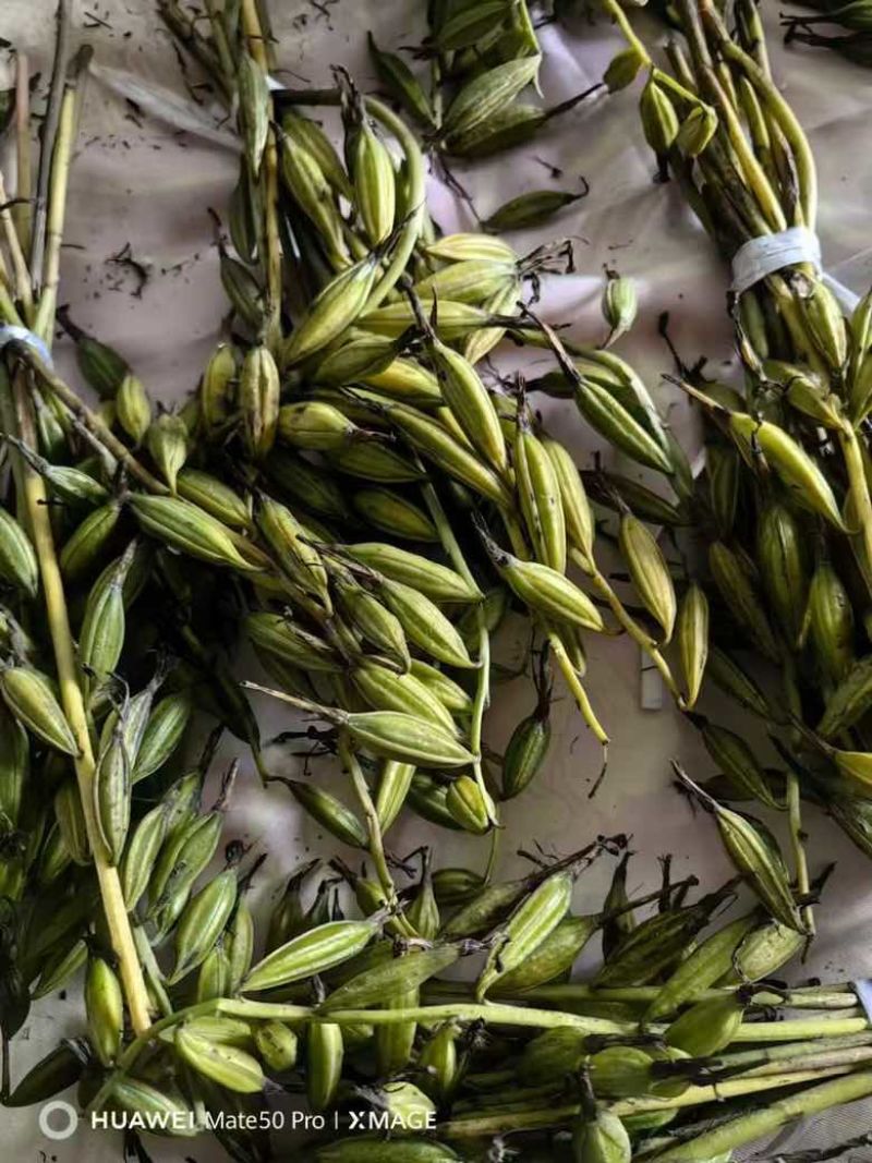 毛慈菇种子