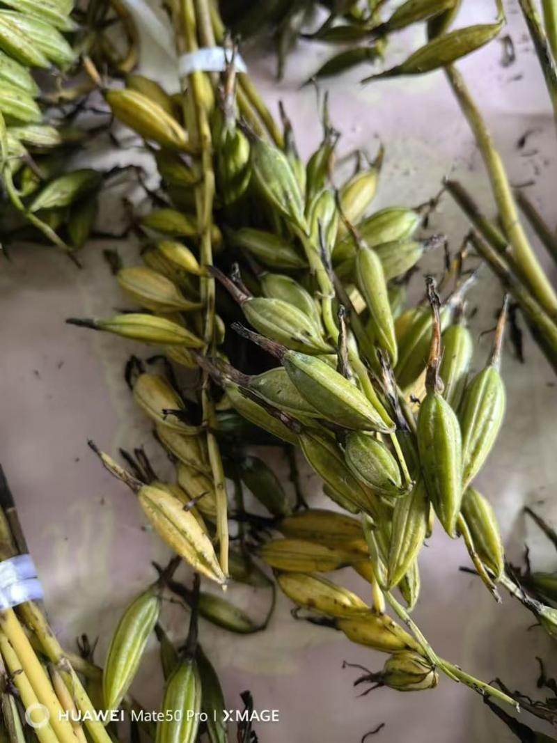 毛慈菇种子