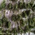 毛慈菇种子