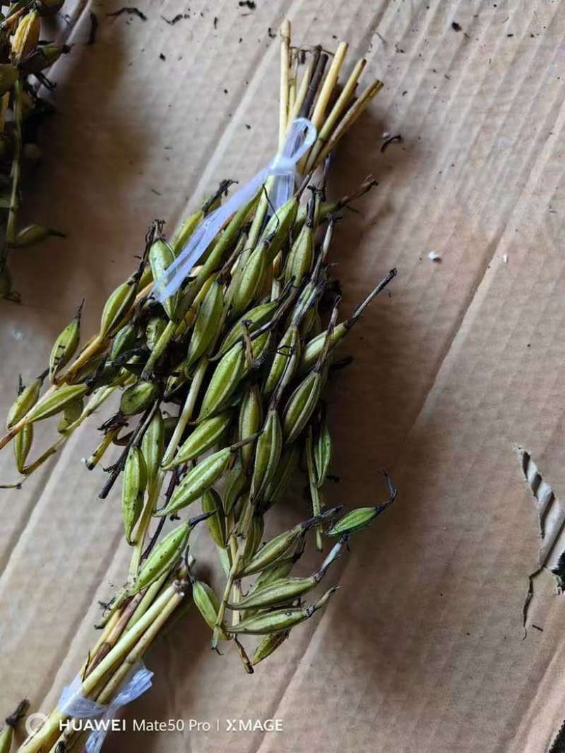 毛慈菇种子