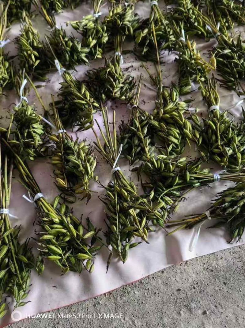 毛慈菇种子