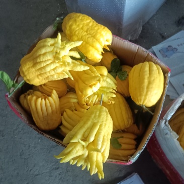 云南高原佛手柑特价