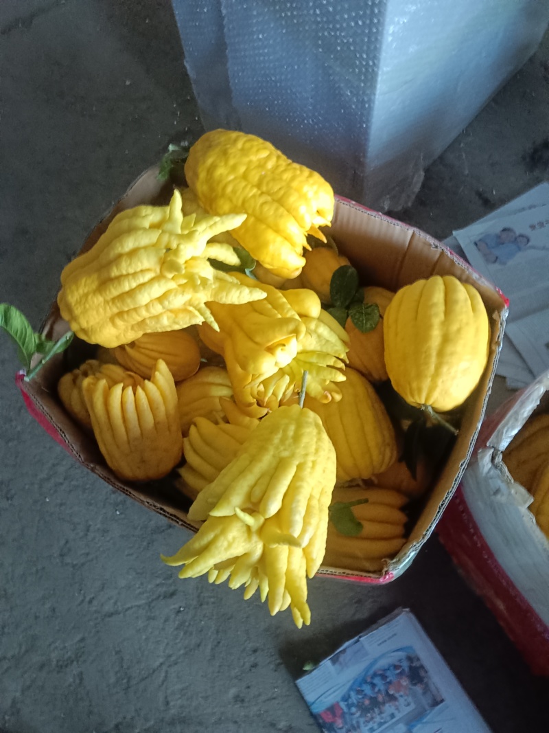 云南高原佛手柑特价