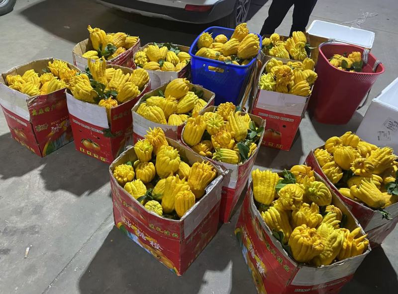 云南佛手柑，支持批发一件代发