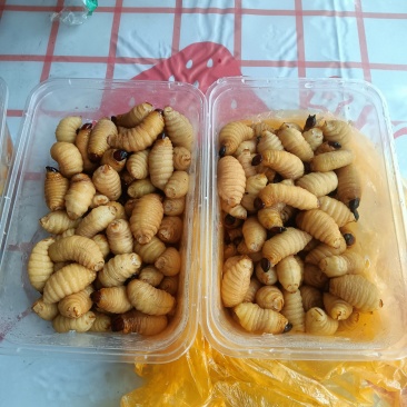 竹笋虫（绿色养殖）