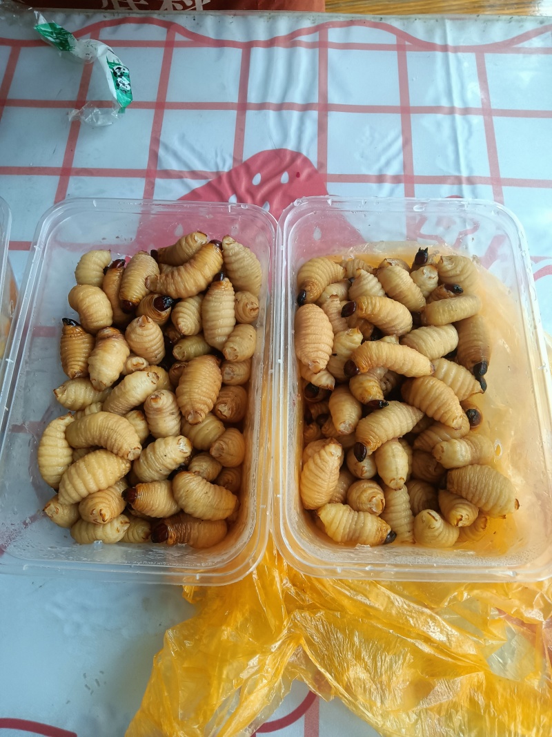 竹笋虫（绿色养殖）