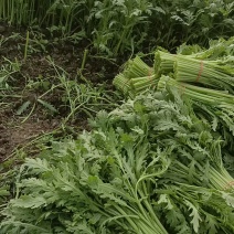 茼蒿
