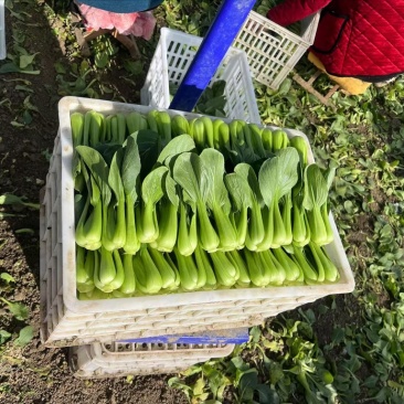 精品小课20斤一件