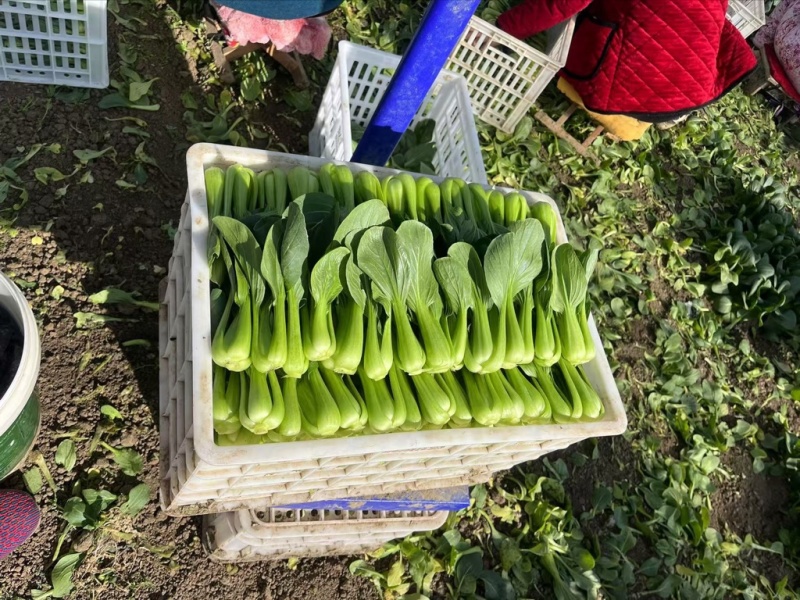 精品小课20斤一件