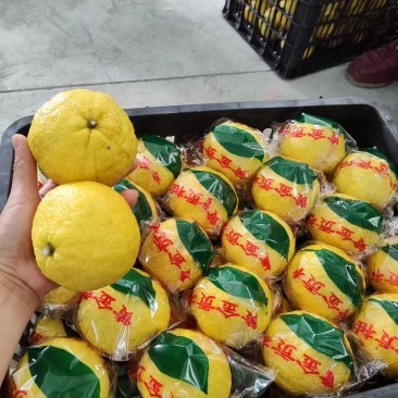 怀化市洪江市岩垅黄金贡柚