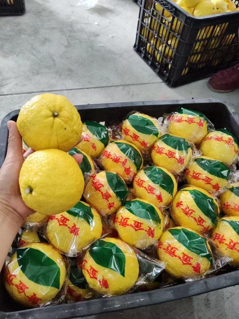 怀化市洪江市岩垅黄金贡柚
