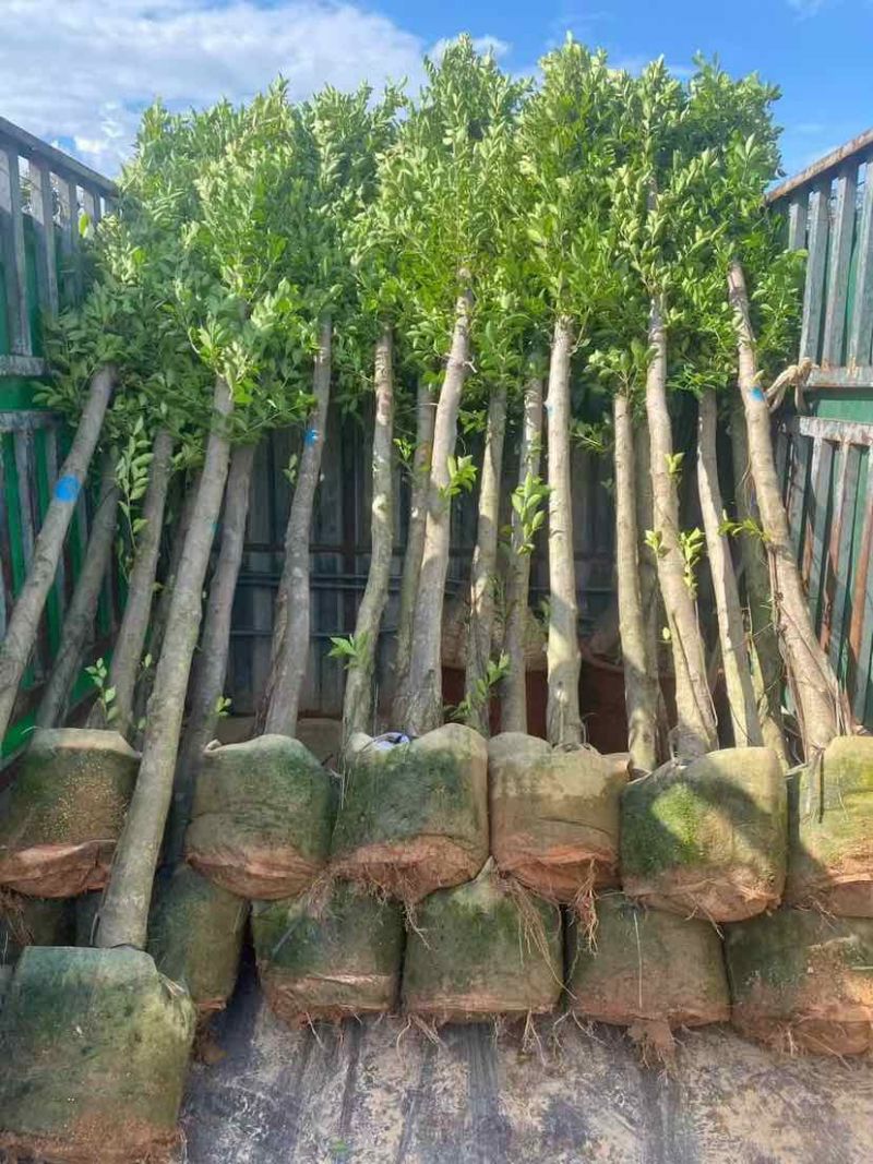 小叶榕5-25分，各种规格，大量低价出售