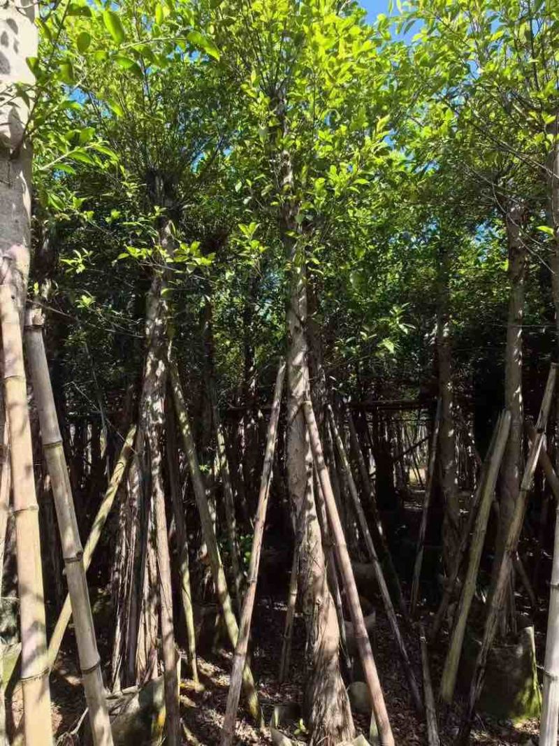 小叶榕5-25分，各种规格，大量低价出售
