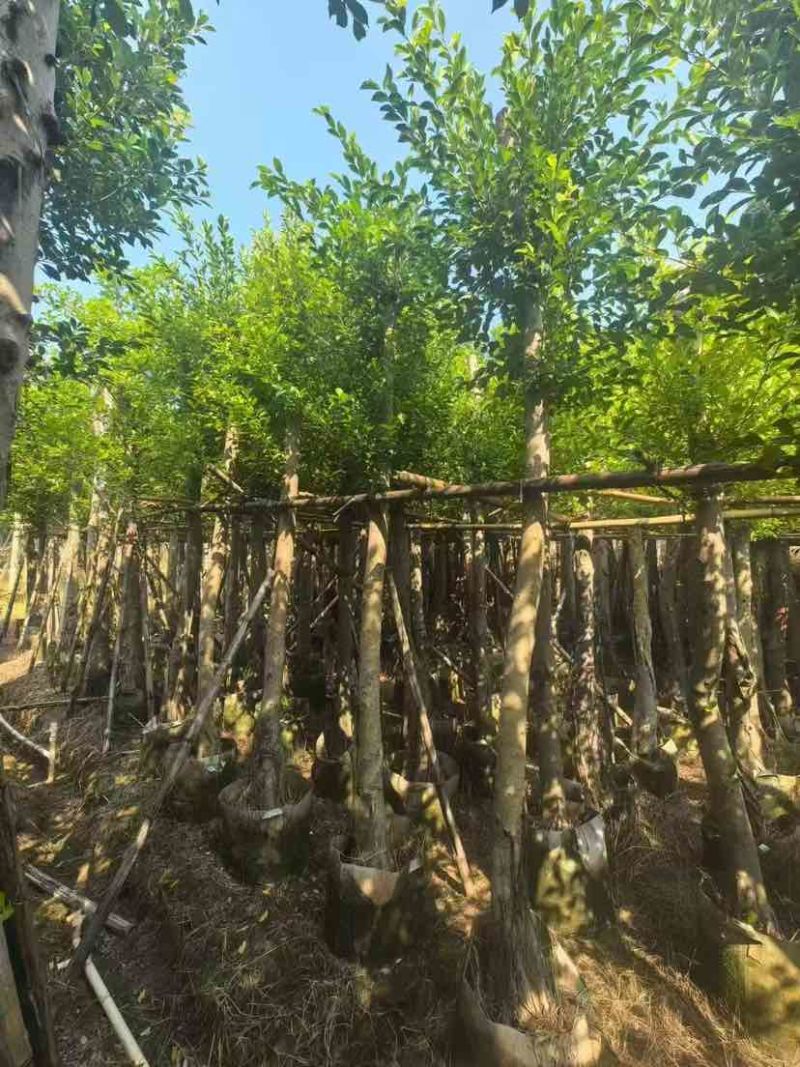 小叶榕5-25分，各种规格，大量低价出售