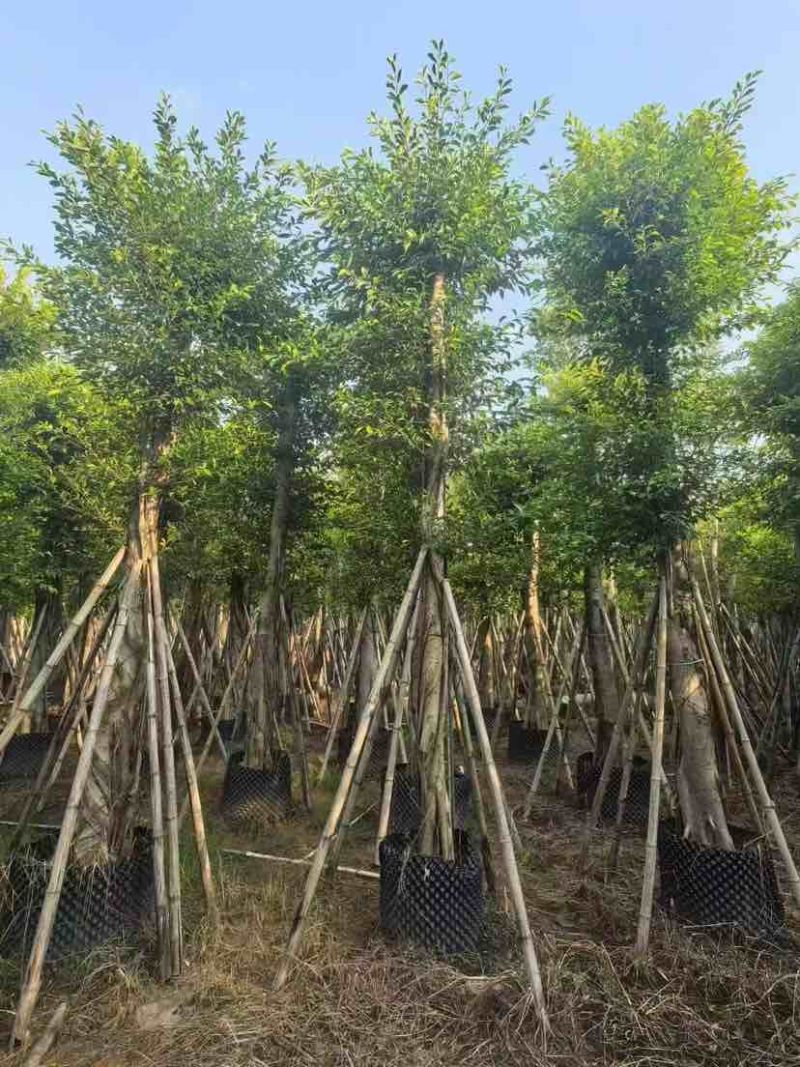 小叶榕5-25分，各种规格，大量低价出售