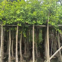 小叶榕5-25分，各种规格，大量低价出售