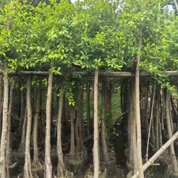 小叶榕5-25分，各种规格，大量低价出售