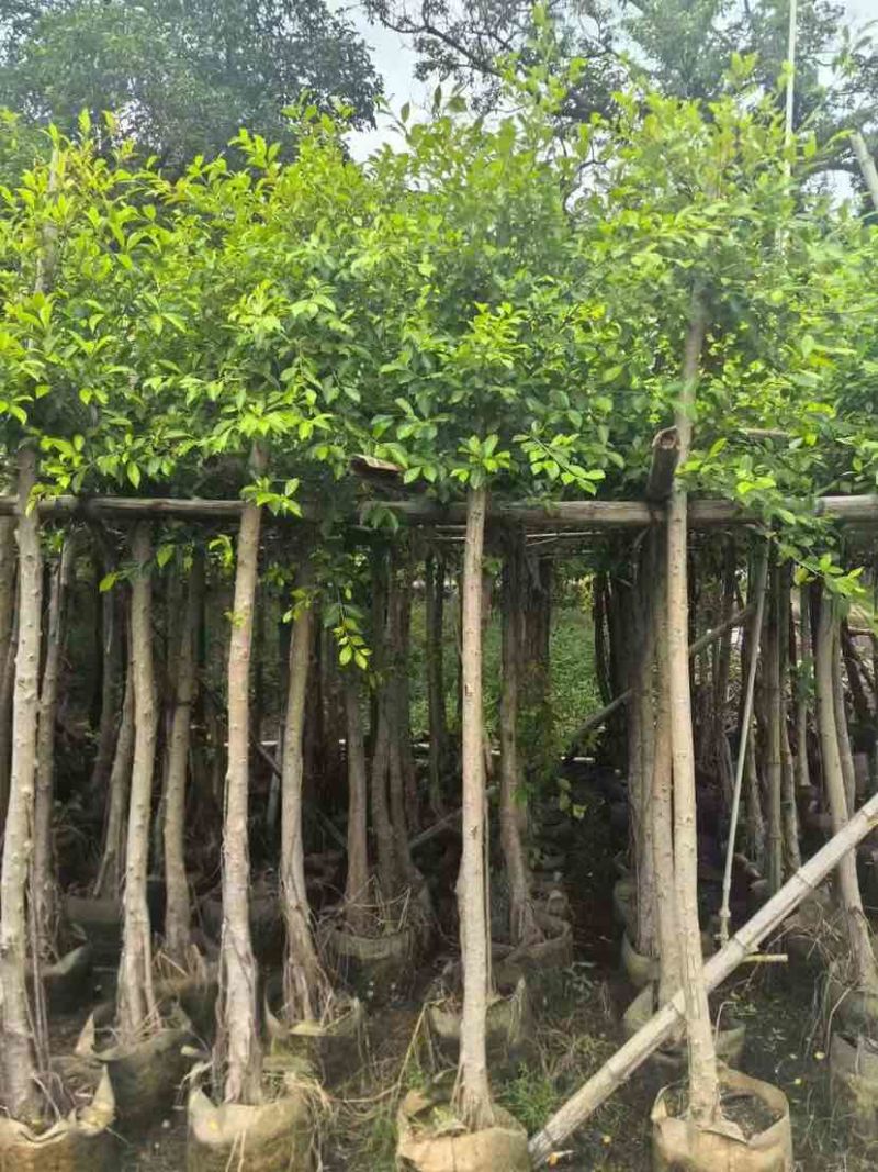 小叶榕5-25分，各种规格，大量低价出售