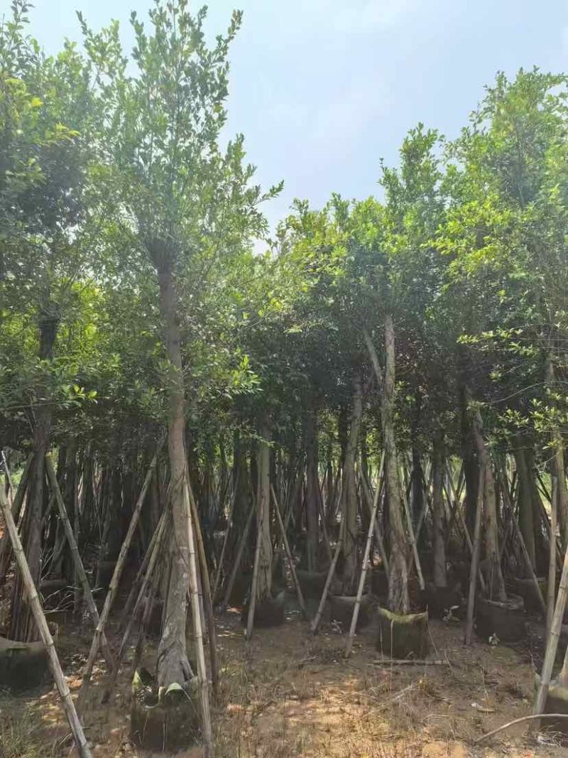 小叶榕5-25分，各种规格，大量低价出售