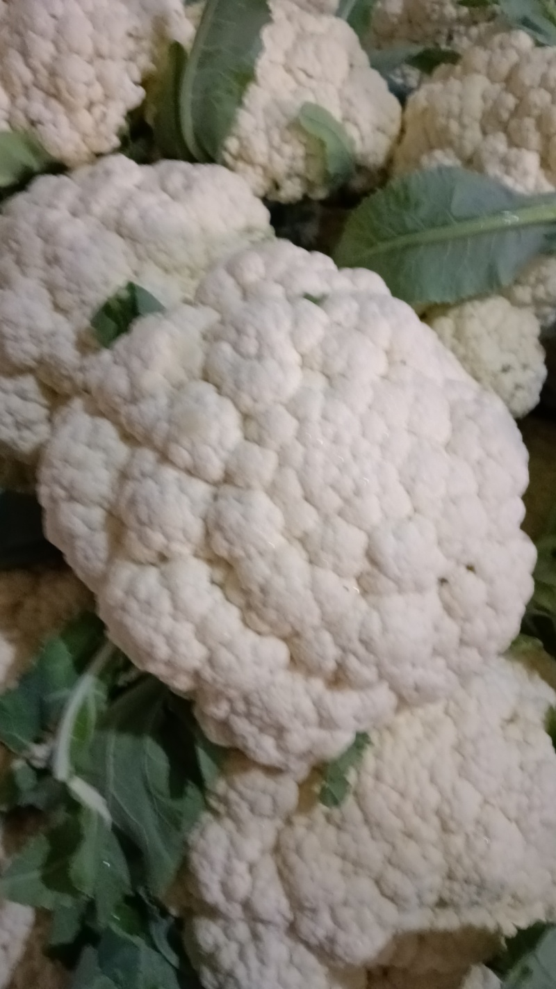 有机菜花大量上市